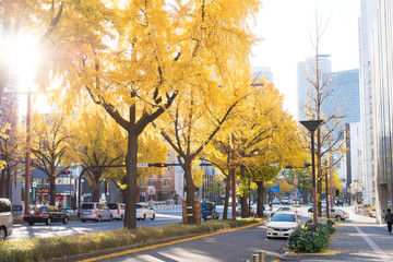 イチョウ　桜通