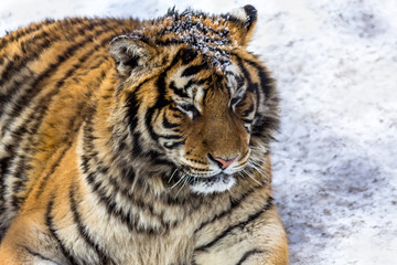 Siberian Tiger in Harbin, China. 