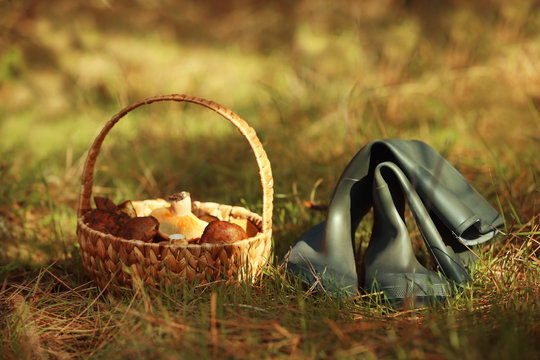 Rubber boots and wicker basket with mushrooms in forest, closeup