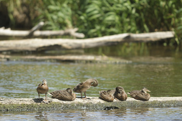 birds