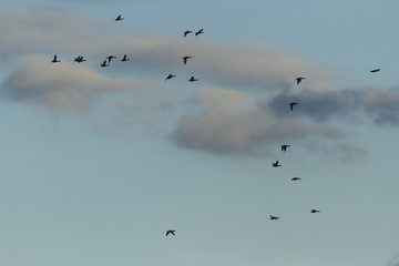 birds