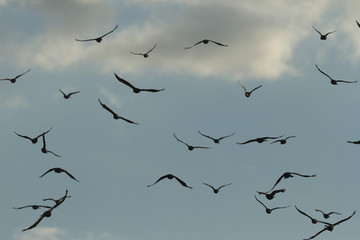 birds