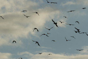 birds