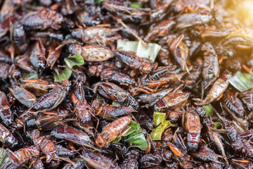 Fried Insect street food of Thailand