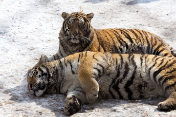 Couple of tigers laying down on the snow in Harbin, China. 