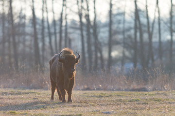 bison © TSpider