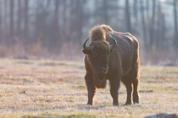 bison