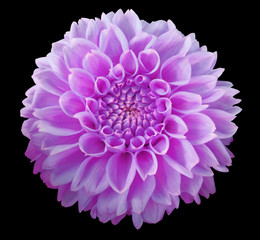 Purple Dahlia  flower, black  background isolated  with clipping path.  Closeup.  with no shadows. ...