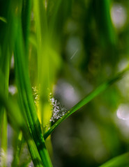Snowflakes in the grass macro