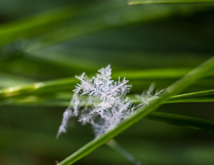 Snowflakes in the grasss macro