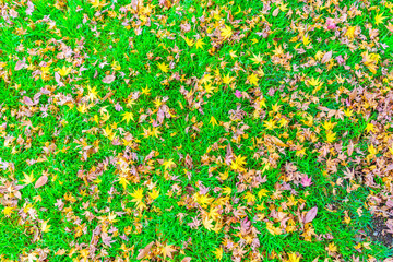 Red Yellow autumn maple leaves on fresh spring green grass