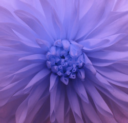 purple flower,  Closeup. Nature. beautiful dahlia. garden flower.