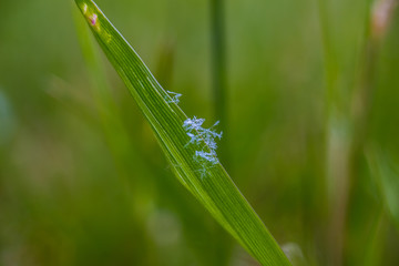 Snowflakes in the grasss macro