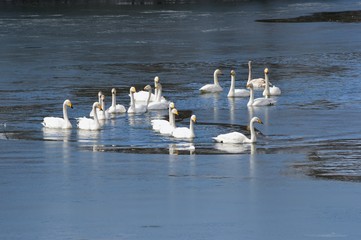 仙台水の森公園の白鳥