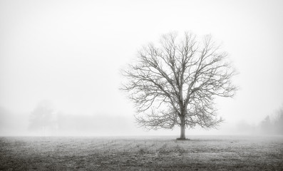Winter Tree in Fog