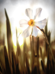 Daffodil Sunrise