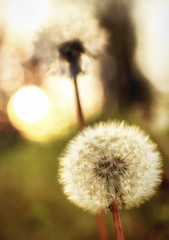 Dandelion Sunrise
