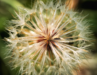Dandelion Closeup