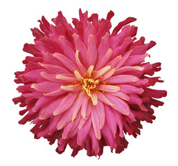 pink-red flower on a white  background isolated  with clipping path. Closeup.  shaggy autumn flower.