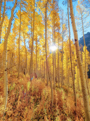 Aspen Forest in Autumn
