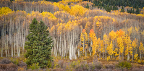 Aspens and Pines in Autumn