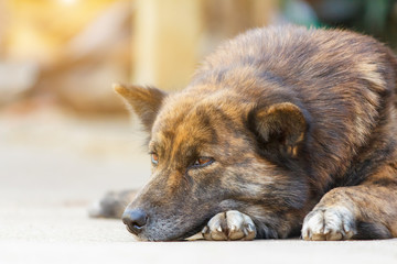 Thai dog resting on grunge concrete floor with sun light this morning.