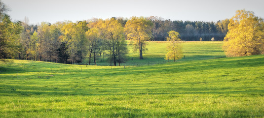 Green Fields with Trees in Springtime