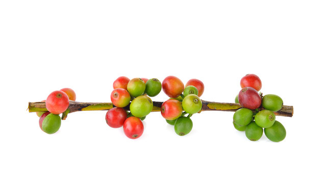 Fresh coffee beans on a white background