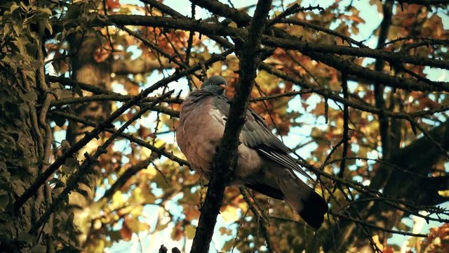 autumn wildlife bird pigeon sitting in tree: Staffordshire, England: November 2016