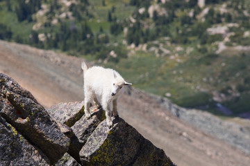 Fototapeta na wymiar Baby Goat on the Mount Massive Summit