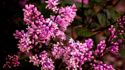 purple flowers