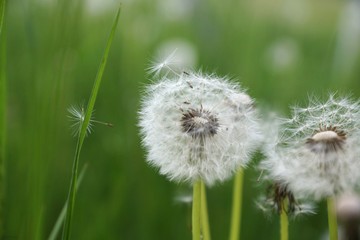 Fototapeta premium Dandelion