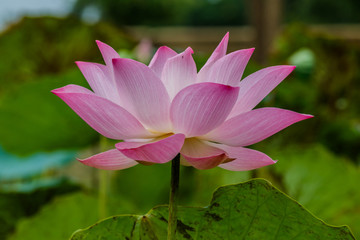 Lotus flower and Lotus flower plants