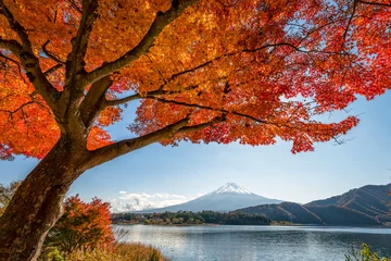 Papier Peint photo autocollant Mont Fuji Mount Fuji with beautiful color maple leaves and tree at lake Kawaguchiko, Japan.