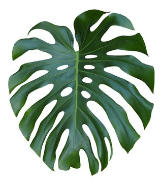 Monstera large green leaf, tropical jungle design, Swiss Cheese Plant, isolated on white background