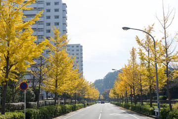 イチョウ並木と日本の団地 5