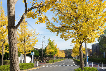 Naklejka premium 道路沿いの黄葉しているイチョウ並木 8