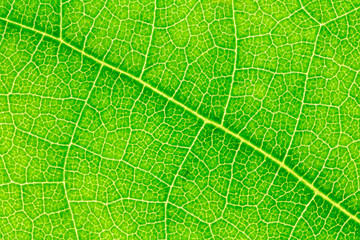 Leaf texture background for design with copy space for text or image. Leaf motifs that occurs natural.