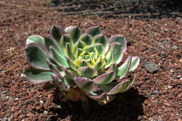 Succulent plant, California
