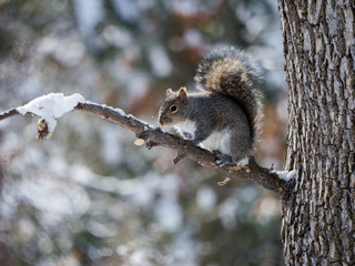 Grey Squirrel on branch in winter