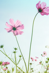 Cosmos flower pink sky background