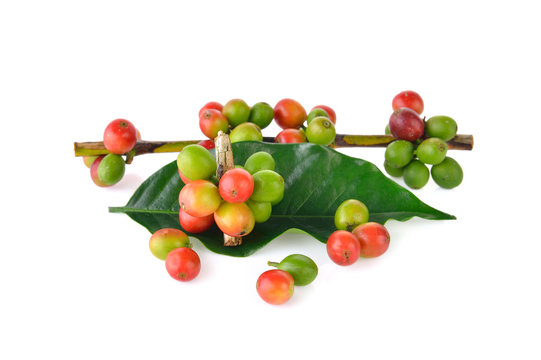 Fresh coffee beans on a white background