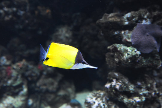 yellow tropical fish swimming in the reef
