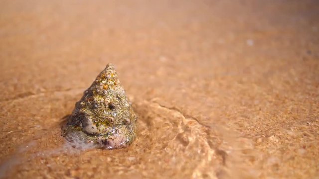 Big cone seashell on sand beach. Egypt.