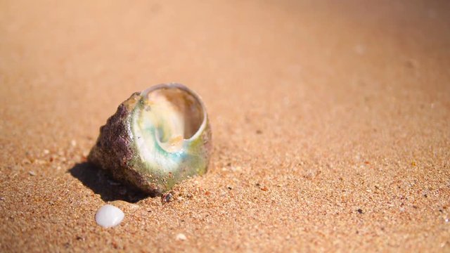 Big cone shell on the Egyptian beach.
