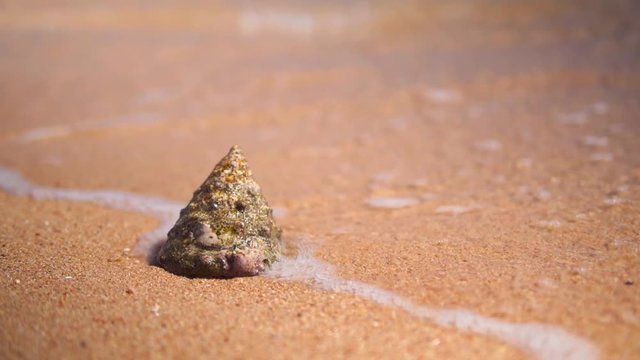 Big seashell on the beach. Egypt, Red Sea.