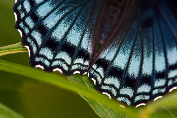 Red Spotted Purple Hindwing Detail #1