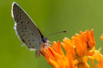 Eastern Tailed Blue Butterfly on Butterfly Weed #2