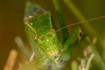Katydid face to face