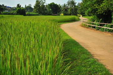 Rice Paddy Fields at Countryside